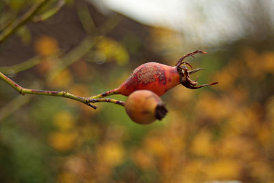 Close-up of rose hips on twig during autumn