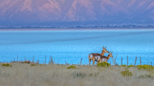 View of an animal on land