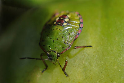 Close-up of insect on leaf