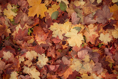 Full frame shot of maple leaves