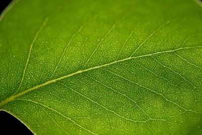 Macro shot of leaf