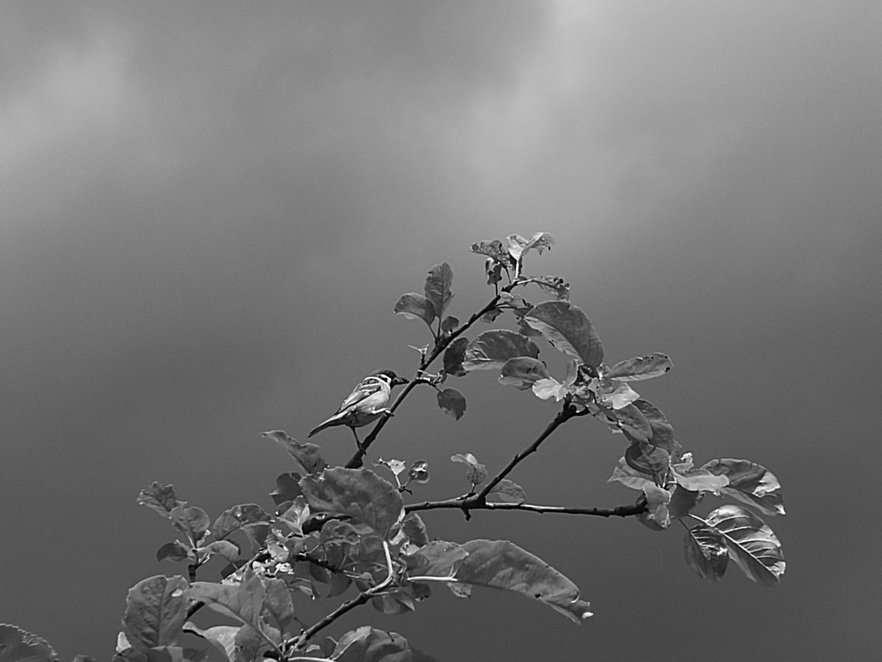 growth, nature, plant, sky, beauty in nature, low angle view, twig, flower, tranquility, stem, close-up, focus on foreground, fragility, outdoors, no people, day, botany, growing, scenics, cloud - sky, selective focus, tranquil scene