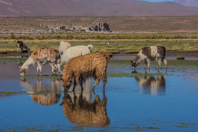 Llamas grazing by lake against mountains