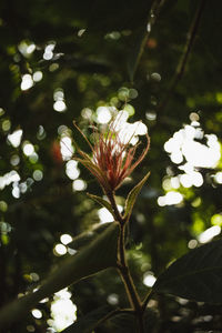 Close-up of white flowering plant