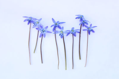 High angle view of purple flowering plant against white background