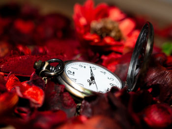 Close-up of red roses on table