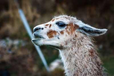 Close-up of an animal looking away