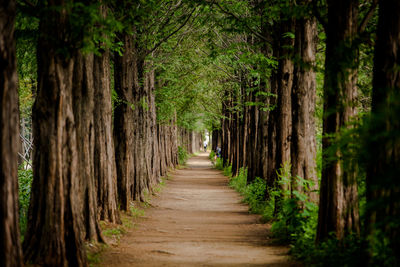 Footpath amidst trees in forest