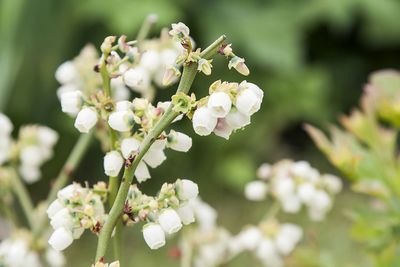 Close-up of white flowers