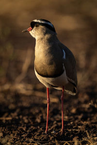 Crowned lapwing stands in sunshine turning head