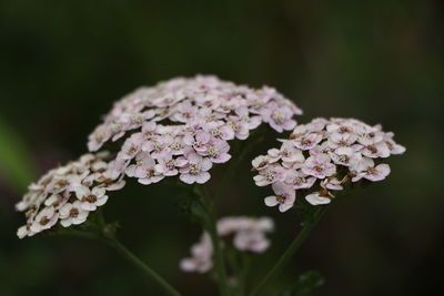 Close-up of flowers