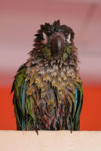 Close-up of parrot at home