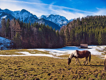 Horse standing on field against mountain range