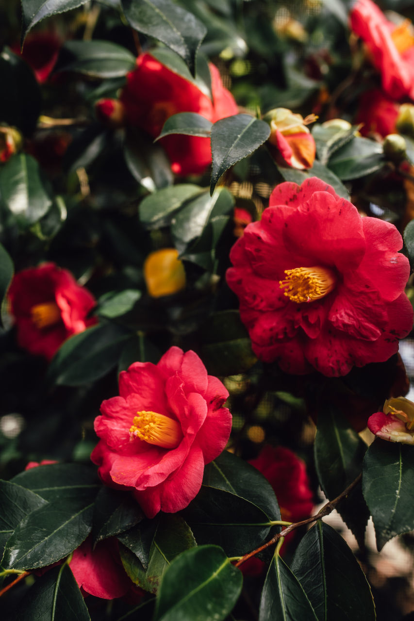 flower, plant, flowering plant, beauty in nature, freshness, plant part, red, leaf, close-up, petal, nature, flower head, inflorescence, growth, fragility, camellia sasanqua, no people, rose, japanese camellia, outdoors, multi colored, shrub, blossom, botany