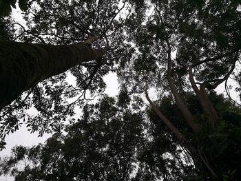 Low angle view of trees in forest against sky