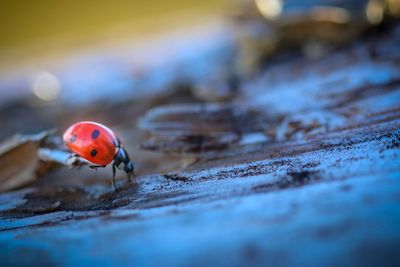 Close-up of ladybug on land