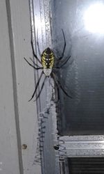 Close-up of spider on wood window