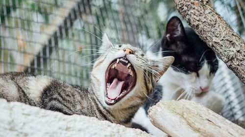 Close-up of cat yawning