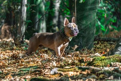 Dog standing on ground