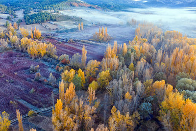 Scenic view of flowering trees on land