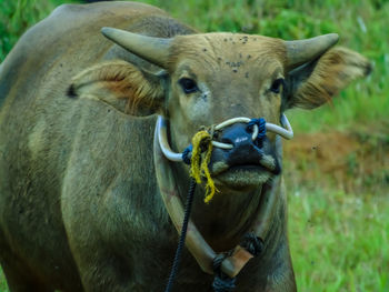 Portrait of cow