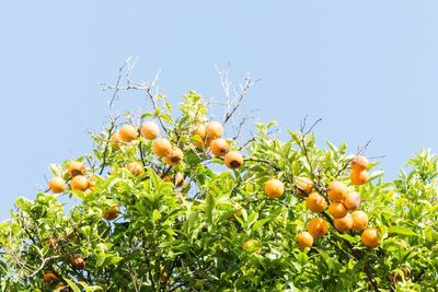 Low angle view of fruits growing on tree against sky