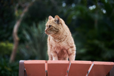 Cat sitting outdoors