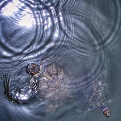 Close-up of jellyfish swimming in sea