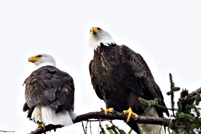 Low angle view of eagle perching on branch