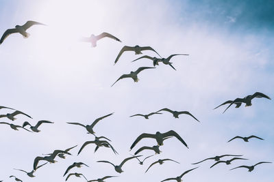 Low angle view of birds flying against sky