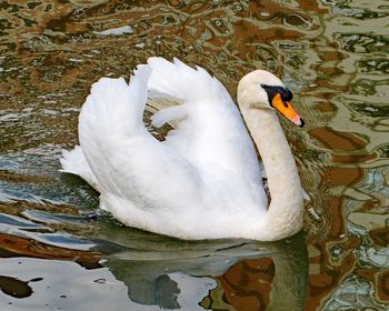 High angle view of swan in lake