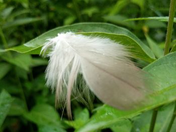 Close-up of feather on plant