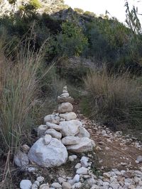 Plants growing on stone wall