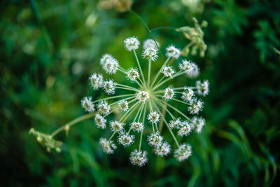 Close-up of flowers blooming outdoors