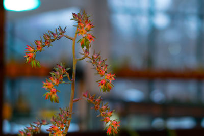 Close-up of flowers against blurred background