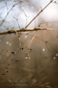 Close-up of raindrops on twig