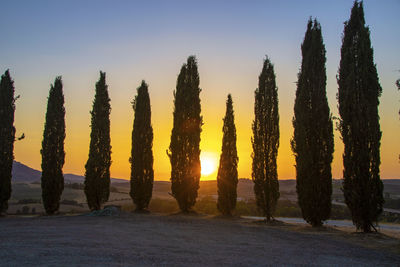 Panoramic shot of trees on field against sky