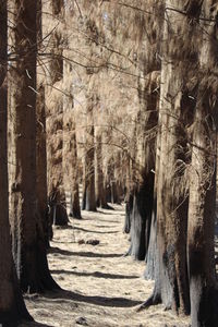 Trees in forest