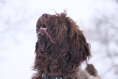 Close-up of dog looking up during winter