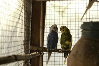 View of two birds in cage