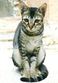 Portrait of cat sitting outdoors