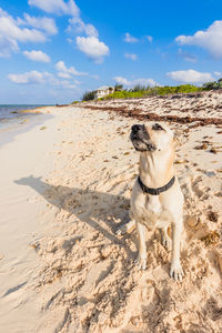 Dog on beach