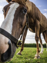 Horse in ranch