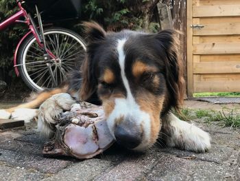 Close-up of a dog resting