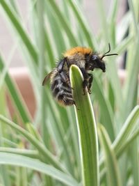 Close-up of honey bee pollinating flower