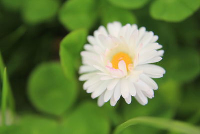 Close-up of white flowering plant