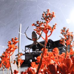 Close-up of insect on plant