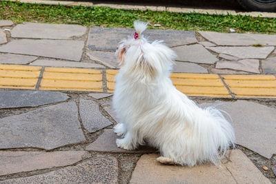 High angle view of dog sitting on sidewalk