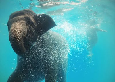 Elephant swimming in sea