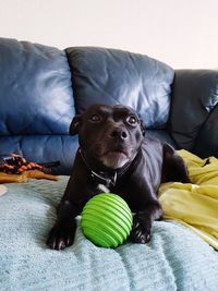 Portrait of a dog lying down on bed